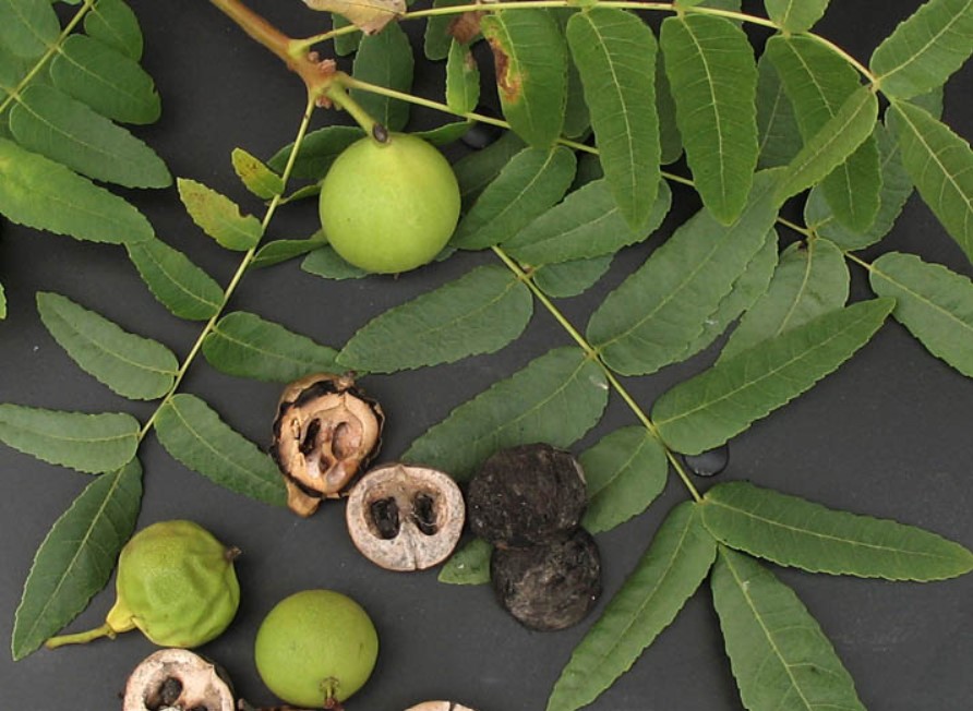 Juglans Californica (Southern California Black Walnut) Bureau of